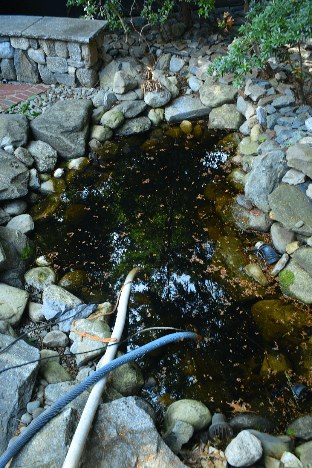 Pond View